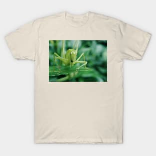 Curious Cricket T-Shirt